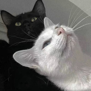 一二三区精品无码视频
